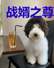 战婿之尊唐峰