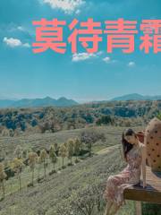莫待青霜染年少