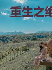 重生之绝色神医相府腹黑大小姐
